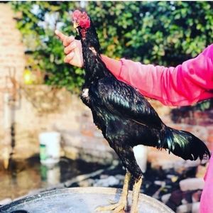 Meet your Posher, Salman